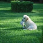 dog boarding for aggressive dogs