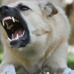 What Can A Dog Bite Lawyer Do To Assist You In Seeking Compensation Because Of Injuries on writercollection