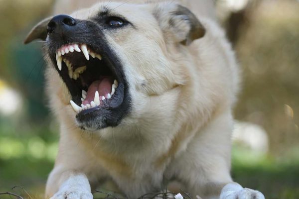 What Can A Dog Bite Lawyer Do To Assist You In Seeking Compensation Because Of Injuries on writercollection
