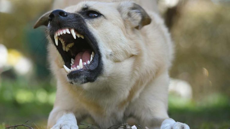 What Can A Dog Bite Lawyer Do To Assist You In Seeking Compensation Because Of Injuries?
