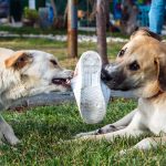Lawyers for Dog Bites Legal Rights Liability and Compensation Explained