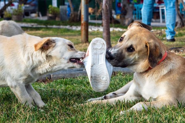 Lawyers for Dog Bites Legal Rights Liability and Compensation Explained
